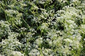 meadow of white yarrow flowers