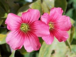 Pink and white flowers in the spring close-up on blurred background