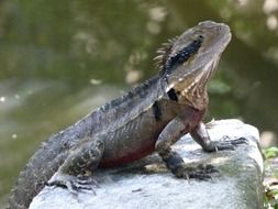 lizard or eastern water dragon