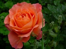 Orange rose flower blooming