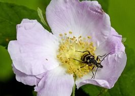 blossom wild rose