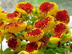 pot with red and yellow flowers