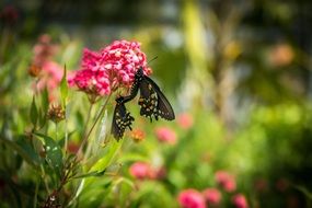 two butterflies on pink flower macro view