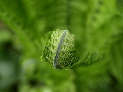 green fern in spring
