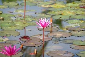 pond with water lilies in it