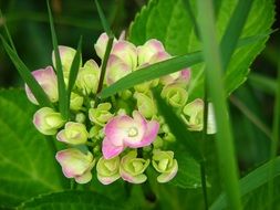 hydrangea blooming in garden