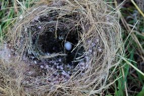 Picture of bird nest