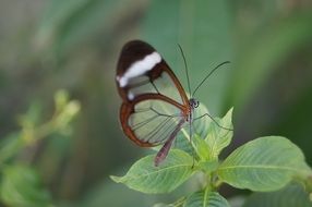 moth on a green bush