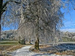 tree in hoarfrost in Bavaria, Germany