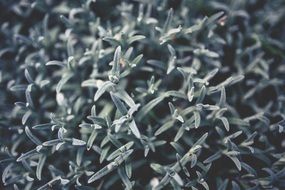 Macro photo of the silver and green leaves of a garden plant