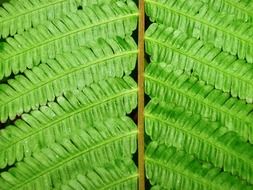 green fern fronds close up