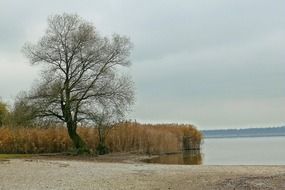 tree in the reed near the water