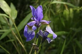 closeup photo of iris bush with a blue flower in the garden