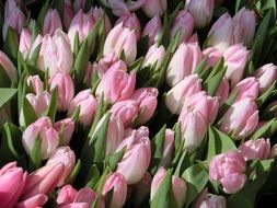 harvest of tender tulips