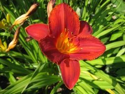 blossom red