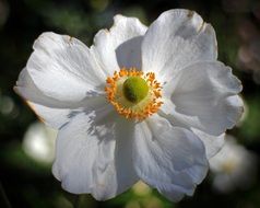 anemones close-up on blurred background