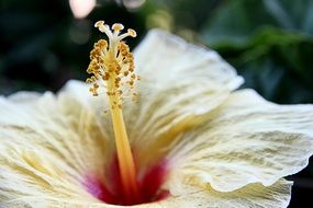 yellow hibiscus flower pistil, macro