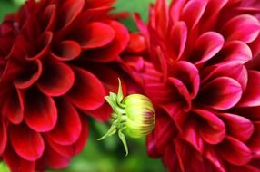Two red dahlias