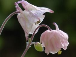 Flowering light pink columbine