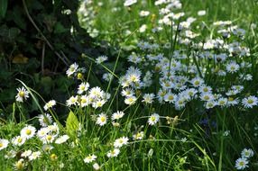 white daisies in the meadow in summer