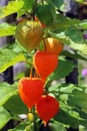 orange cape gooseberry