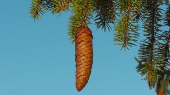long pine cone on a tree in the forest against the blue sky