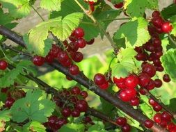 currant red berry