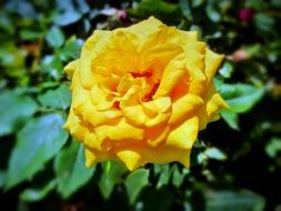 yellow rose flower blooming in the garden