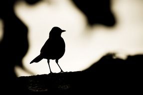 black silhouette of a wild bird