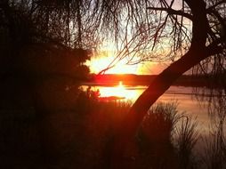 glows orange sunset through the trees