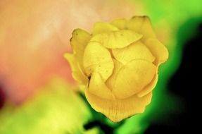 Macro photo of the yellow flower in spring