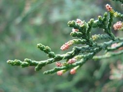 Flowering branch in spring