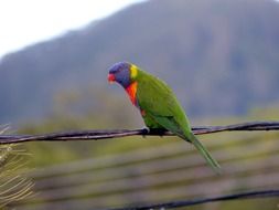 rainbow lorikeet, parrot perched wire