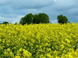 Field of oilseed rape plants