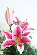 Pink and white lily flowers