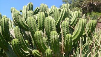 cactus spike close-up on a sunny day