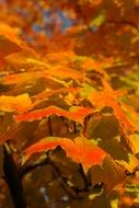 colorful maple leaves in autumn