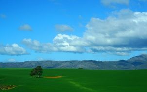 lonely tree on a green meadow on a background of mountains