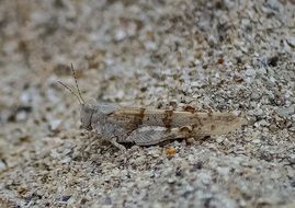 large locust masked in the sand