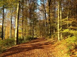 trail in a colorful autumn forest