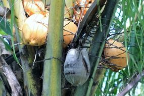 coconut tree on the martinique island