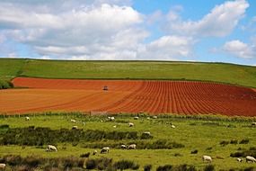 farmer's field with sheep on a sunny day