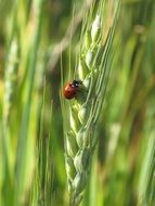 ladybug on green wheat ear