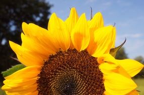 sunflower close up against blue sky