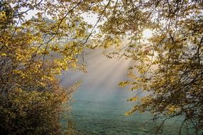 autumn forest fall color