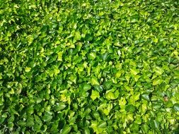 bright green foliage on the ground