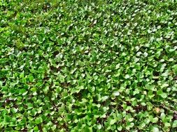 green plants on the water