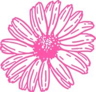 Beautiful drawing of the pink daisy flower as a clipart
