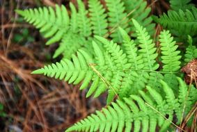 forest fern leaves