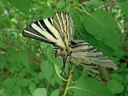 wonderful swallowtail giant among the green leaves close up